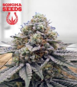 Gorilla Punch Feminized Marijuana Seeds