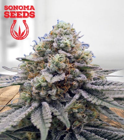 Gorilla Punch Feminized Marijuana Seeds