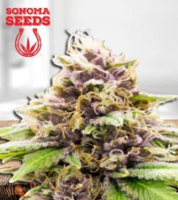 Grandaddy Purple Strain