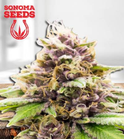 Grandaddy Purple Autoflowering Marijuana Seeds (1)