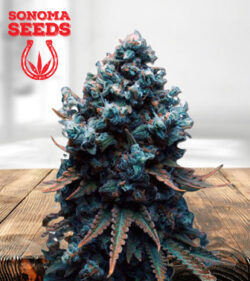 Grape Drink Feminized Marijuana Seeds