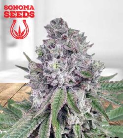 Grapeness Strain