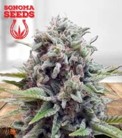 Gravity Strain