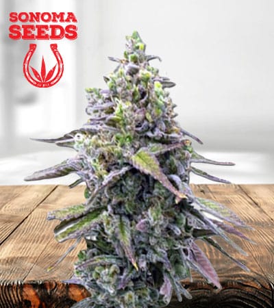 Green Apple Pie Feminized Marijuana Seeds