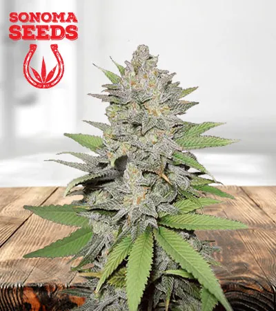 Green Crack Autoflower Marijuana Seeds