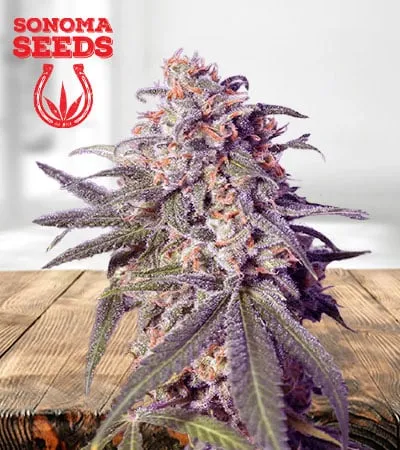 Green Crack Feminized Marijuana Seeds