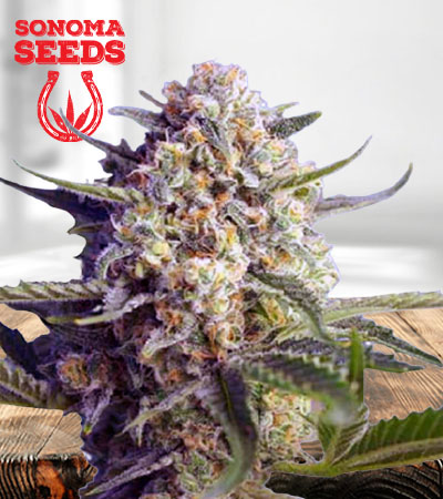 Green Dream Autoflower Marijuana Seeds