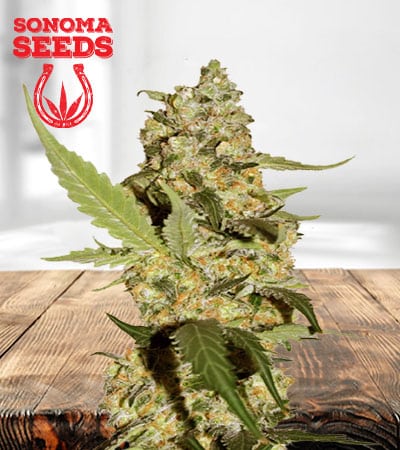 Green Dream Feminized Marijuana Seeds