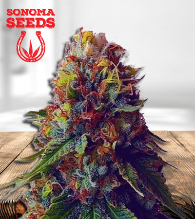 Green Goblin Feminized Marijuana Seeds