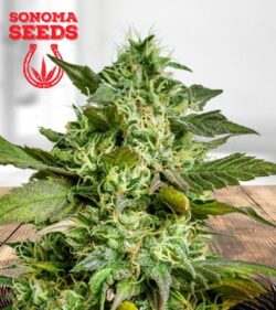 Hash Plant Feminized Marijuana Seeds