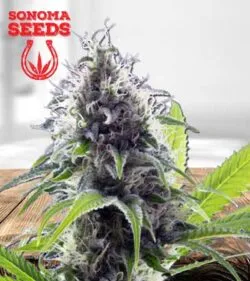 Hawaiian Fire Strain
