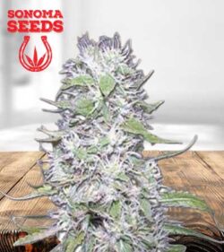 Hawaiian Skunk Strain