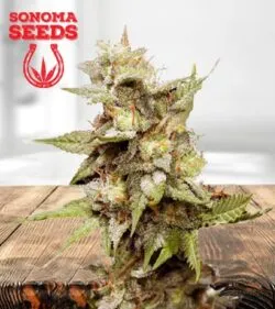 Hawaiian Skunk Feminized Marijuana Seeds