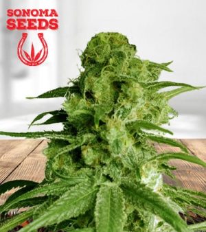 Haze Xtreme Regular Marijuana Seeds