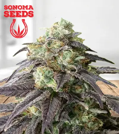 Headband Feminized Marijuana Seeds