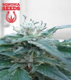 Hemlock Strain