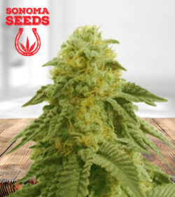 Hippie Crippler Autoflower Marijuana Seeds