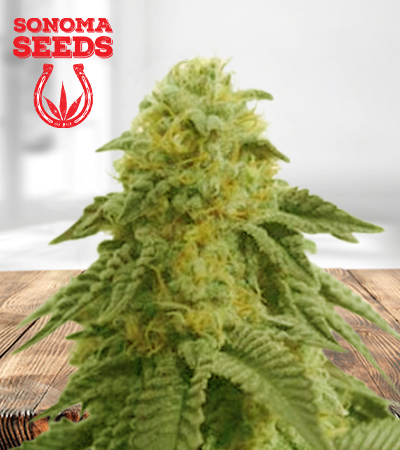 Hippie Crippler Autoflower Marijuana Seeds