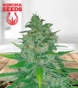 Island Sweet Skunk Autoflower Marijuana Seeds
