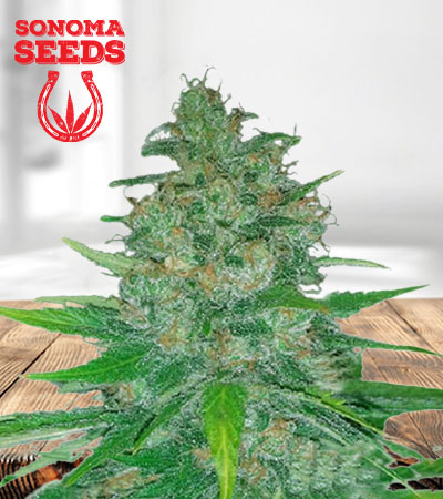 Island Sweet Skunk Autoflower Marijuana Seeds