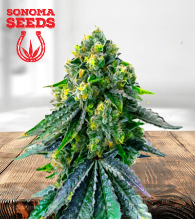 Jack Herer Autoflower Marijuana Seeds