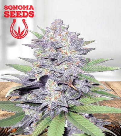 Jelly Bean Feminized Marijuana Seeds
