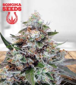 Jilly Bean Strain