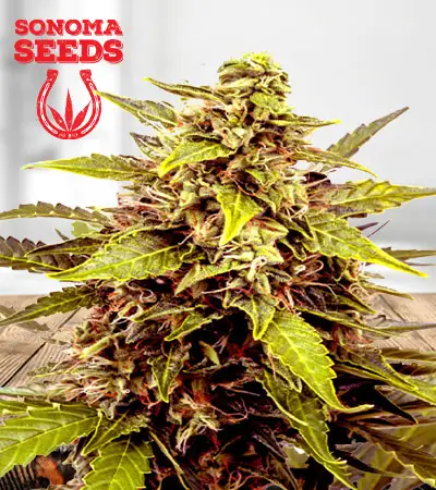 Juicy Fruit Feminized Marijuana Seeds