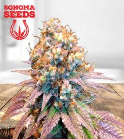 Jungle Juice Strain