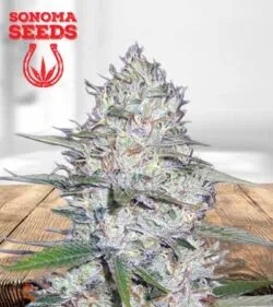Kali Girl Strain