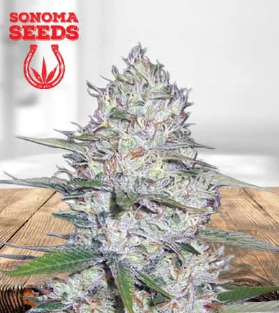 Kali Girl Strain