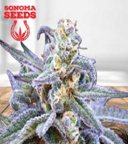Killer Blue Strain