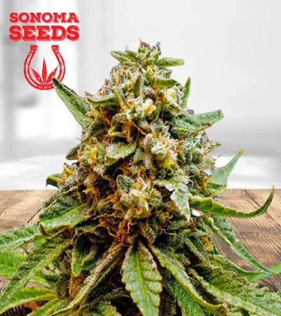 Killer Lemonade Strain