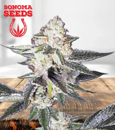 King Louis XIII Autoflower Marijuana Seeds