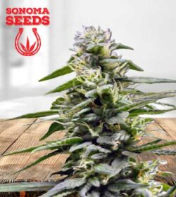King's Bread Strain