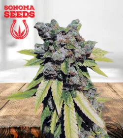 Lambs Breath Autoflower Marijuana Seeds