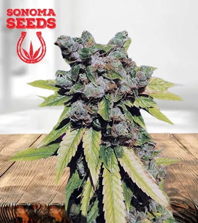 Lambs Breath Autoflower Marijuana Seeds