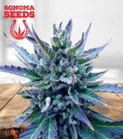 Lambs Breath Strain