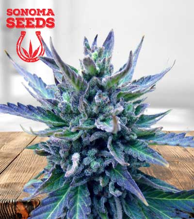 Lambs-Breath-Feminized-Marijuana-Seeds