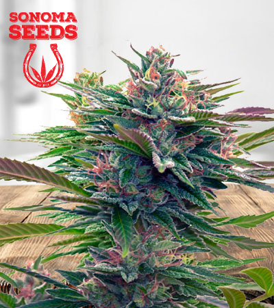 Lavender Feminized Marijuana Seeds
