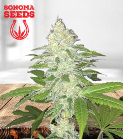 Lemon Sherbert Strain