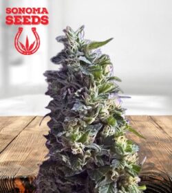 Lime Green Skunk Strain