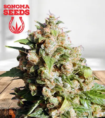Lucid Dream Feminized Marijuana Seeds