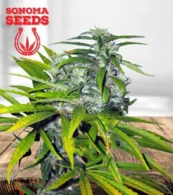 Mango Haze Strain