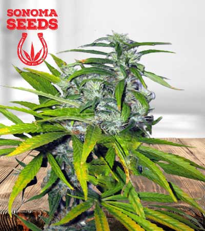 Mango-Haze-Autoflower
