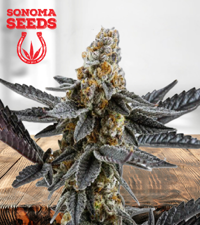 Meat Breath Autoflower Marijuana Seeds