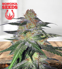 Melon Gum Strain