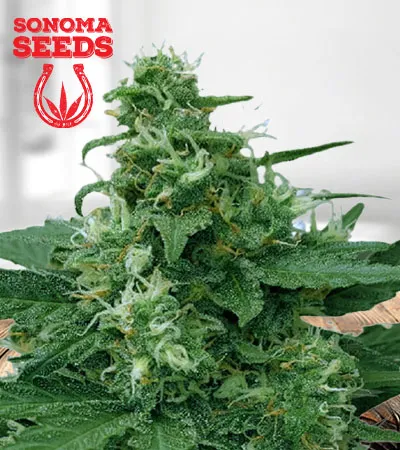 Moonlight Auto Fast Version Marijuana Seeds