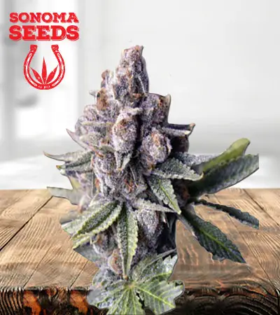 Morning Rose Feminized Marijuana Seeds