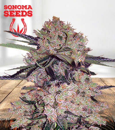 NYC Diesel Autoflower Marijuana Seeds